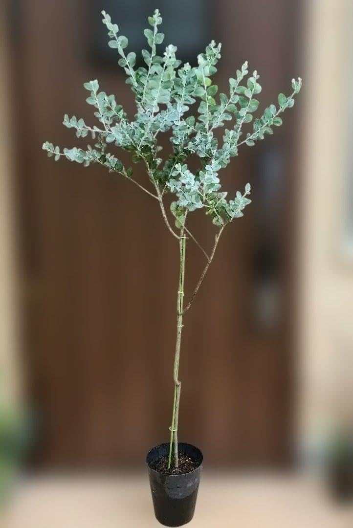 パールアカシア 鉢植え70 苗 苗木 ミモザ オージープランツ